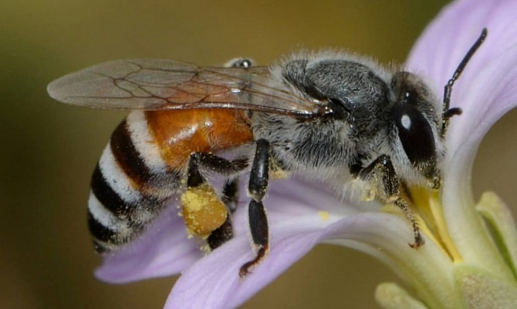 کتاب زنبور عسل کوچک Apis florea را بشناسید